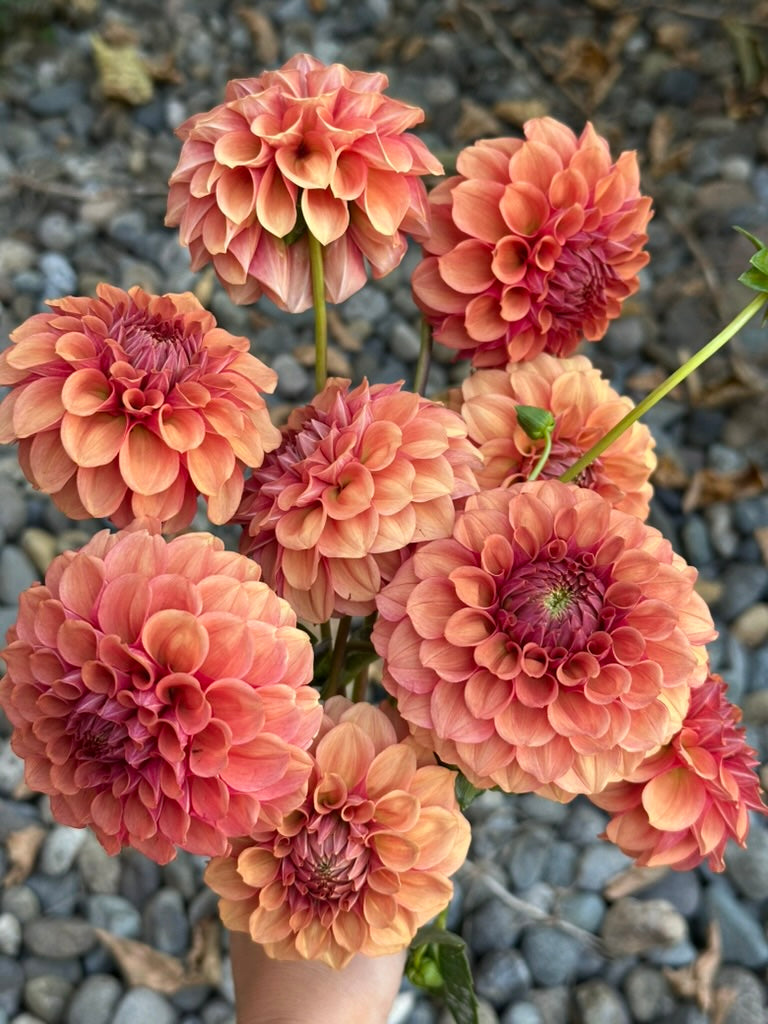 Burfoot Desert Rose - Limit 3