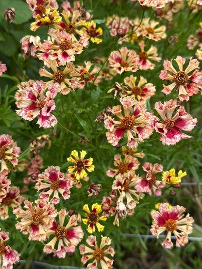 Coreopsis - Seashells Mix
