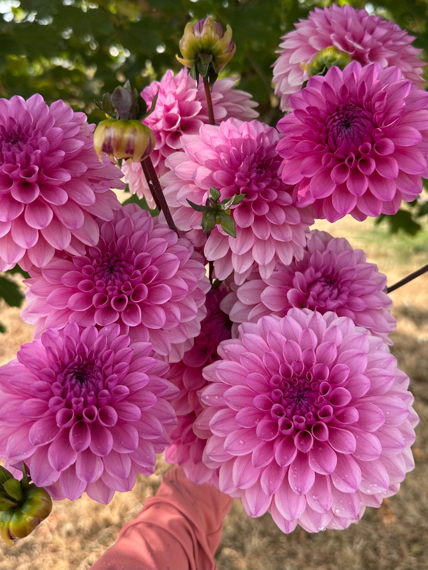 Burfoot Lola - Limit 1