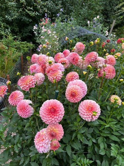 Burfoot Freestone - Limit 1