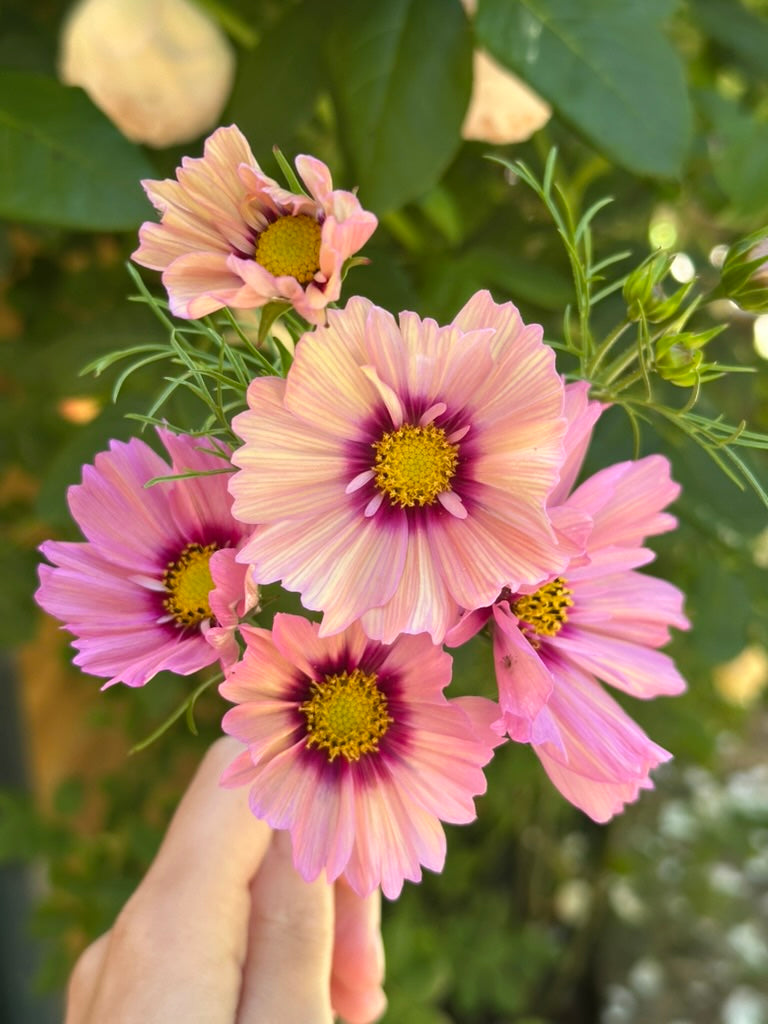 Cosmos 'Apricot Rose' 2026 Mix - Limit 1