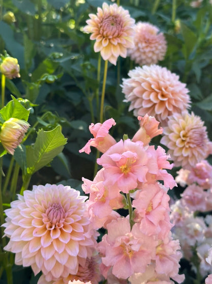 DL's The Special - Limit 1