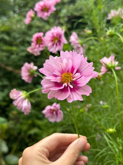 Cosmos 'Apricot Rose' 2026 Mix - Limit 1