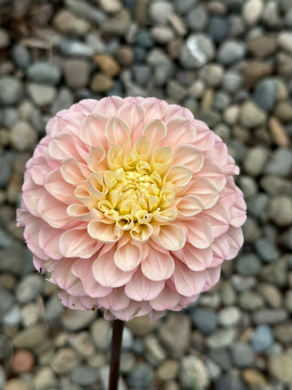 Levi's Revenant - Limit 1