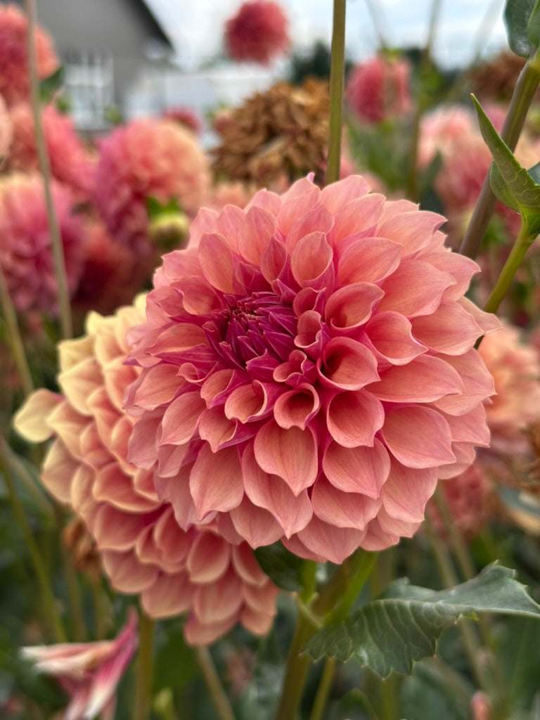 Burfoot Desert Rose - Limit 3