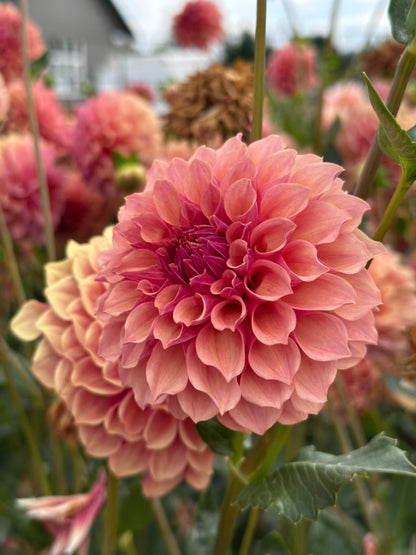 Burfoot Desert Rose - Limit 3