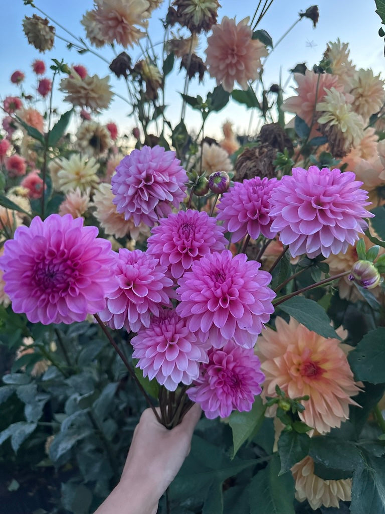 Burfoot Lola - Limit 1