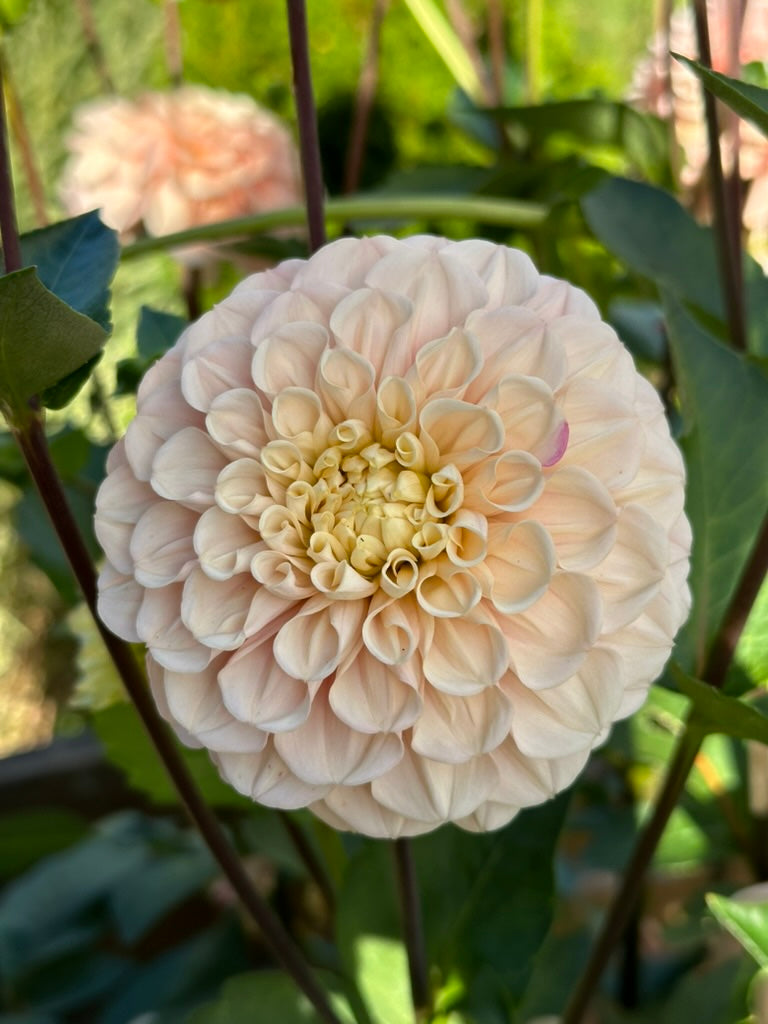 Levi's Revenant - Limit 1