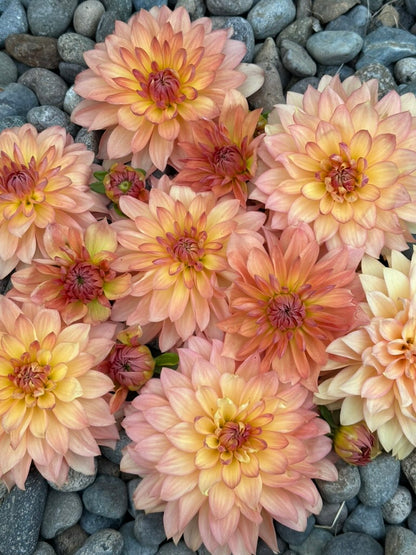 Burfoot Prosecco - Limit 1