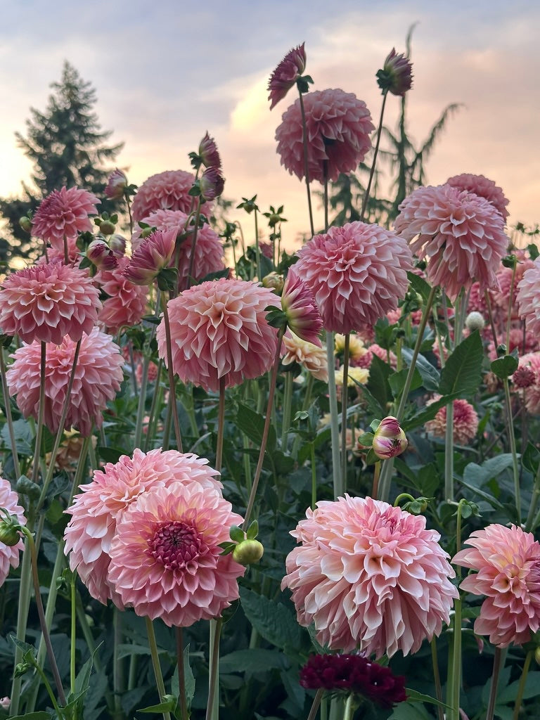 Burfoot Freestone - Limit 1