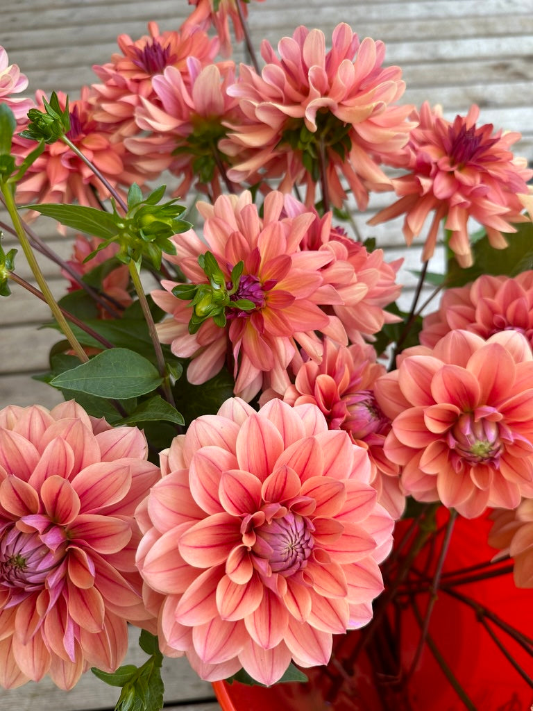 Burfoot Roan - Limit 1