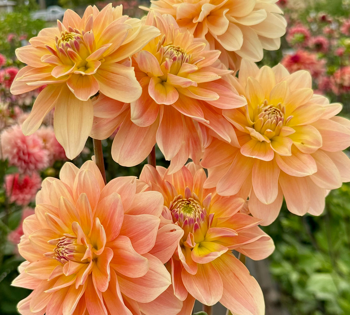 Burfoot Ginger - Limit 1