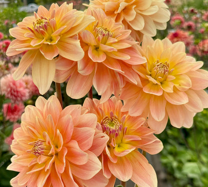 Burfoot Ginger - Limit 1