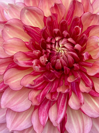 Burfoot Amarena - Limit 1