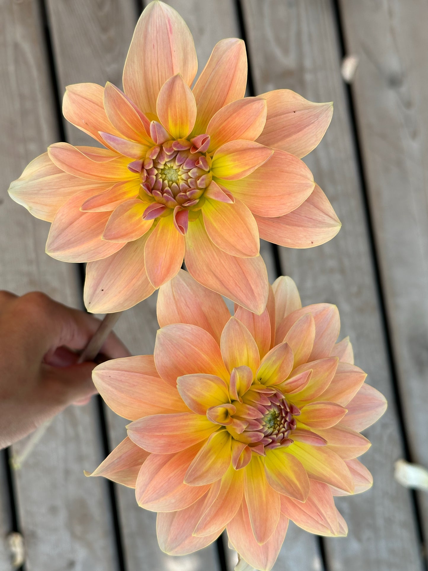 Burfoot Ginger - Limit 1