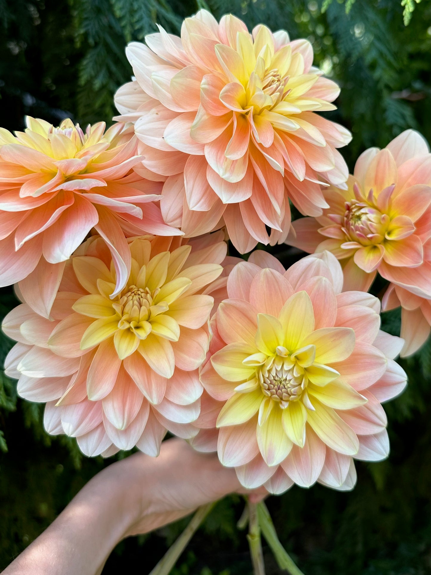 Burfoot Ginger - Limit 1