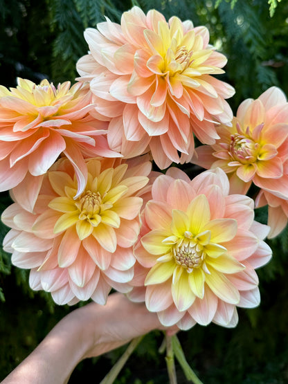 Burfoot Ginger - Limit 1