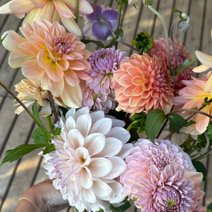 Burfoot Ginger - Limit 1