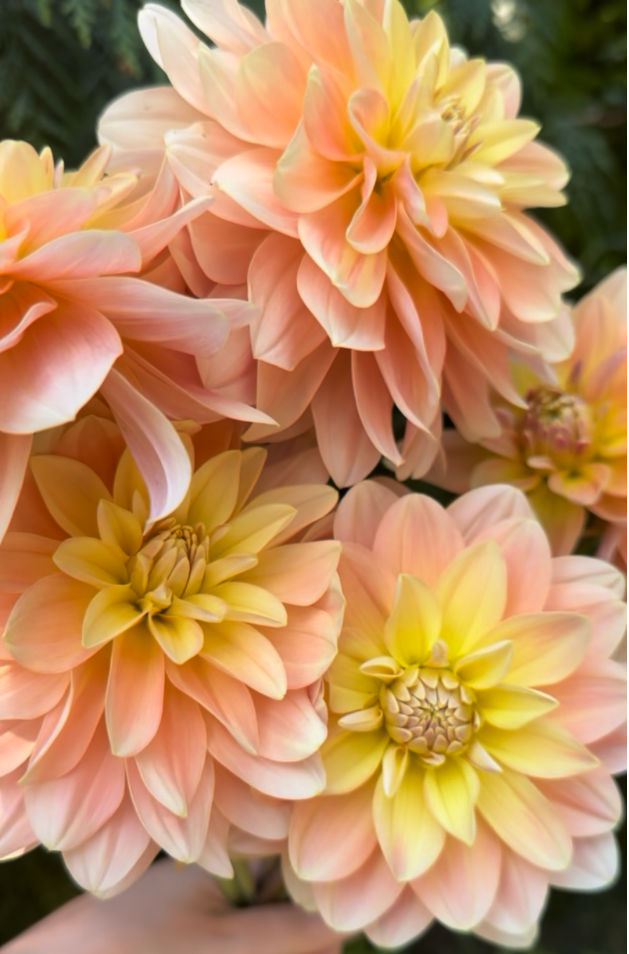 Burfoot Ginger - Limit 1